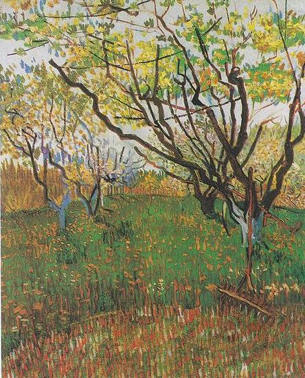 Vincent Van Gogh Flowering Orchard